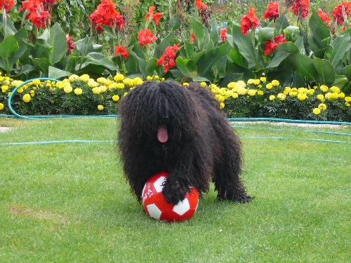 Puli - Rocky Nabob Koroscenko
