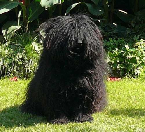 Puli - Rocky Nabob Koroscenko - 1 x CAJC, 1 x BOB