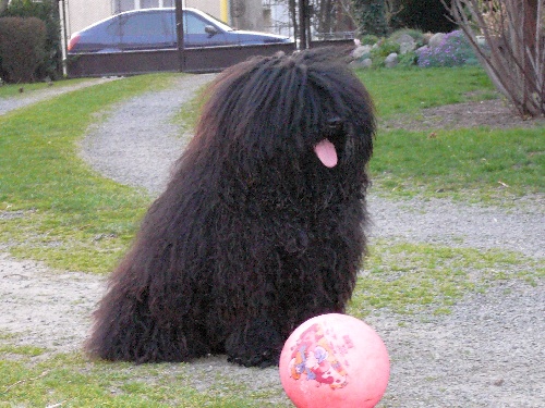 Puli - Rocky Nabob Koroscenko - 1 x CAJC, 1 x BOB
