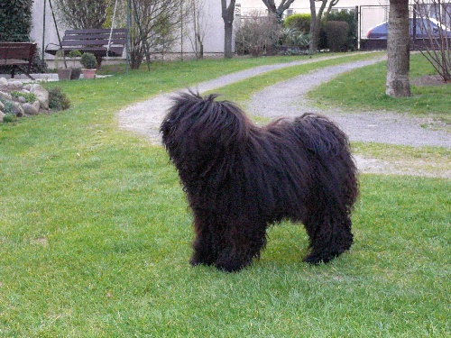 Puli - Rocky Nabob Koroscenko - 1 x CAJC, 1 x BOB